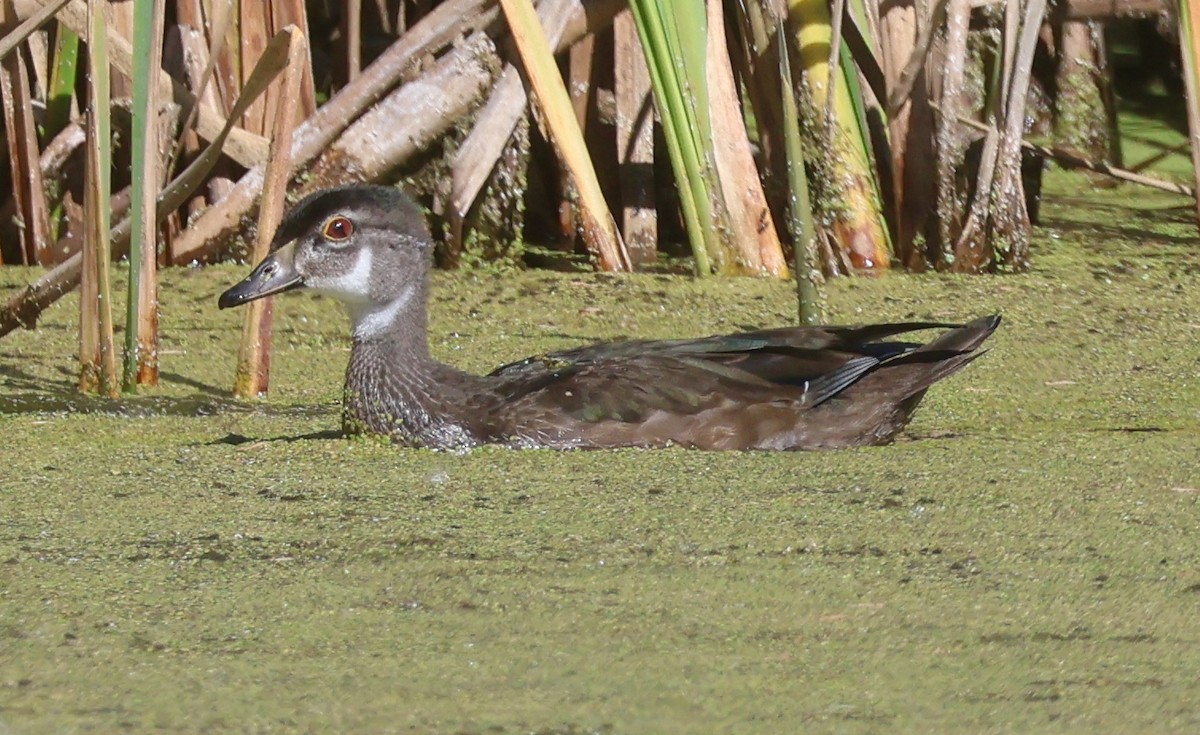 Wood Duck - ML642929977