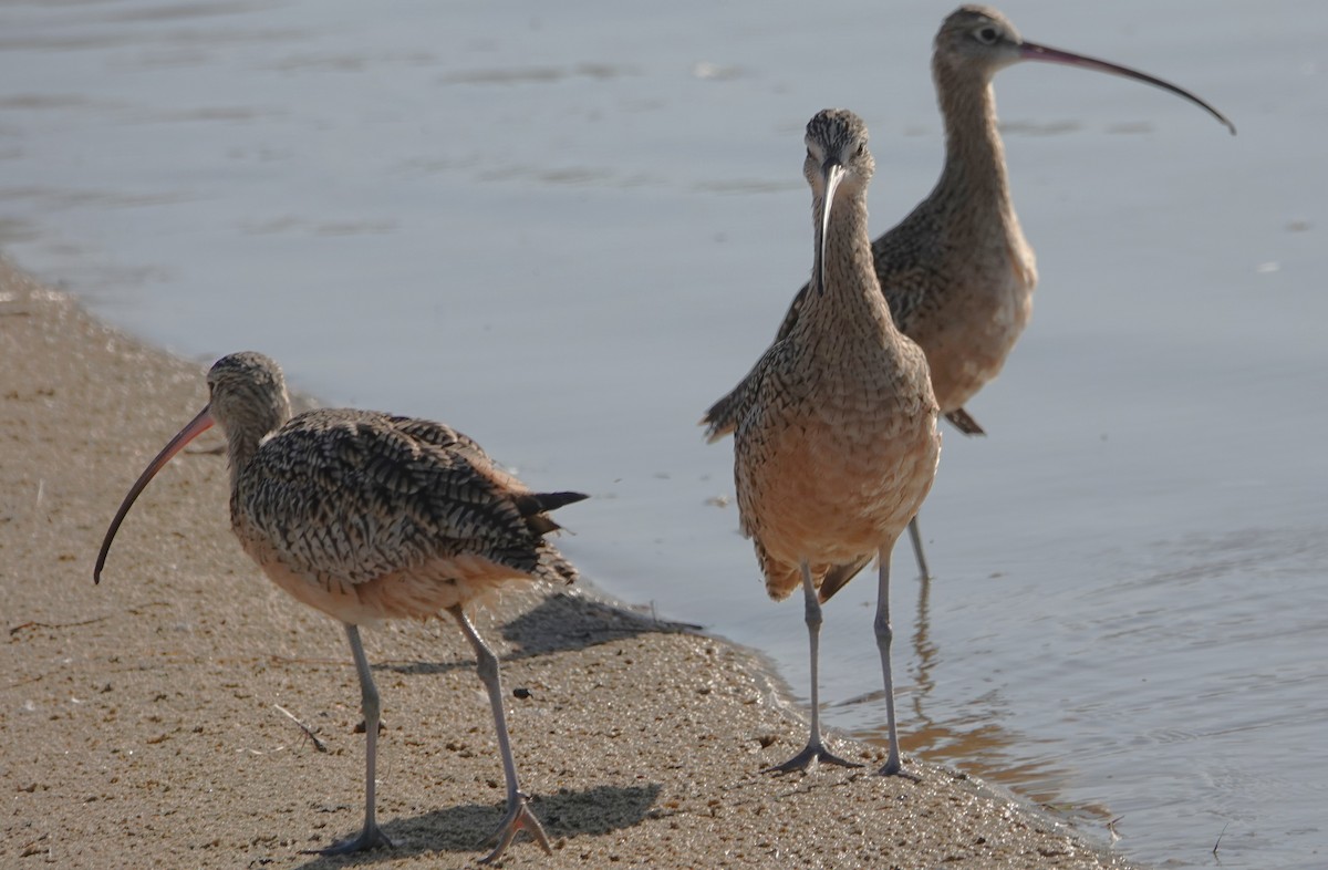 Long-billed Curlew - ML642929978