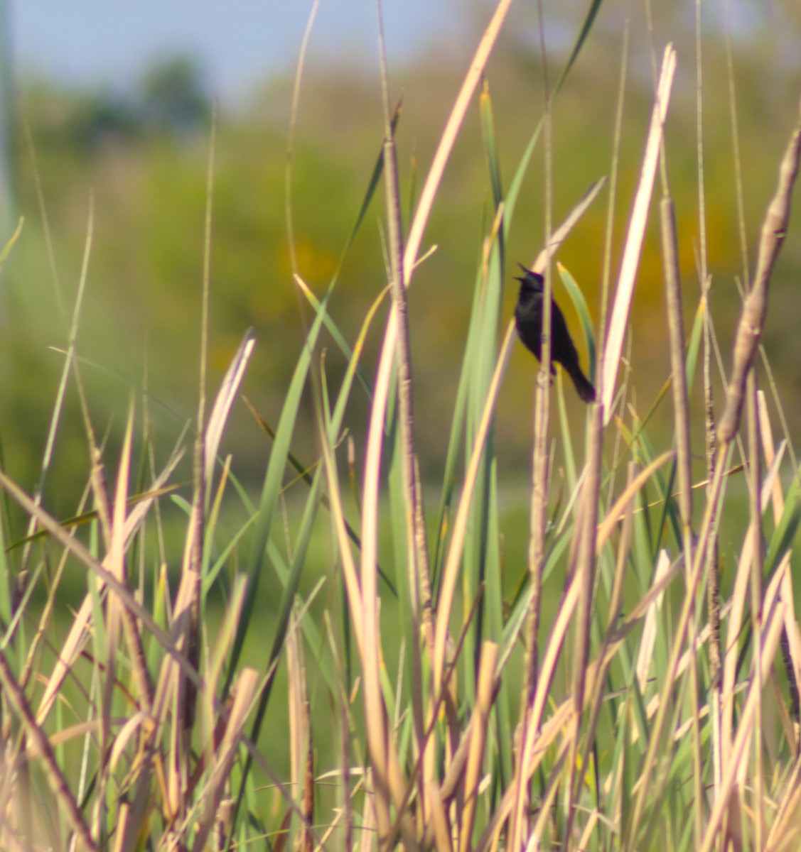 Yellow-winged Blackbird - ML642929979