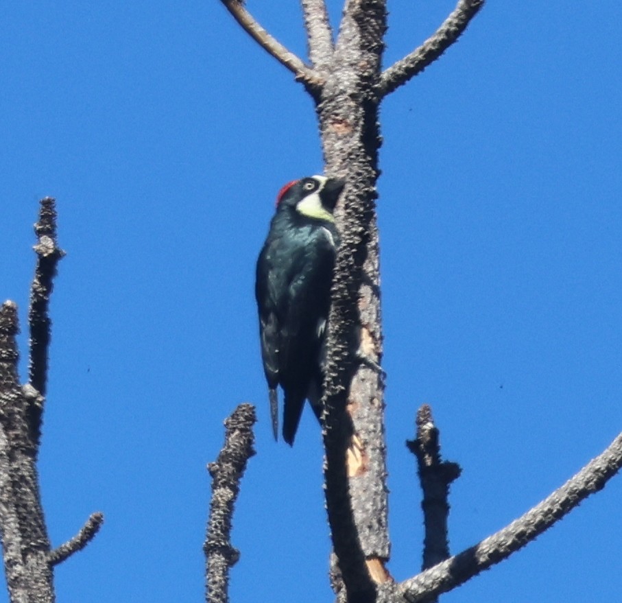 Acorn Woodpecker - ML642929997