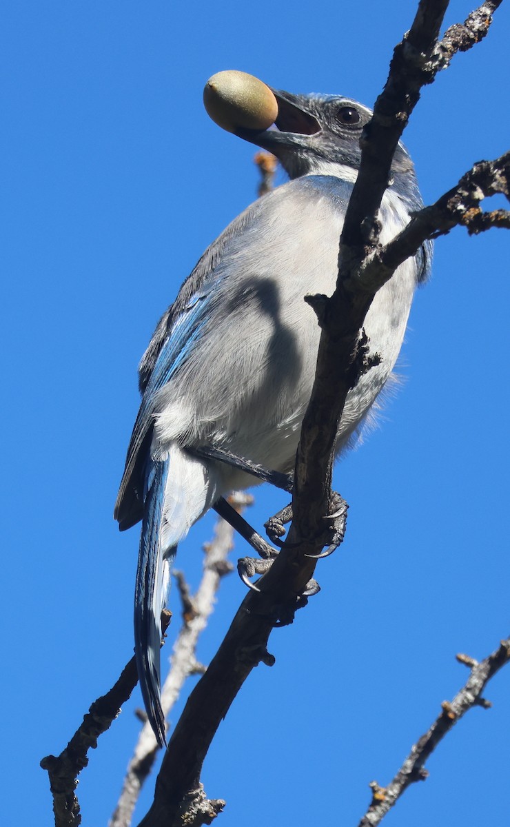 California Scrub-Jay - ML642930003