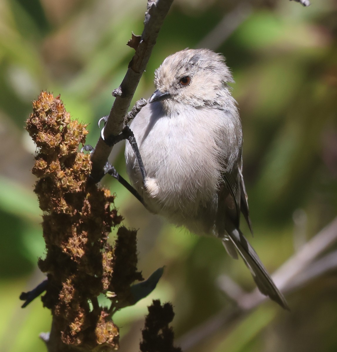 Bushtit - ML642930010