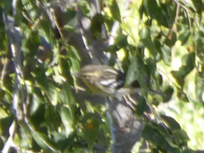 Blackburnian Warbler - ML642930011