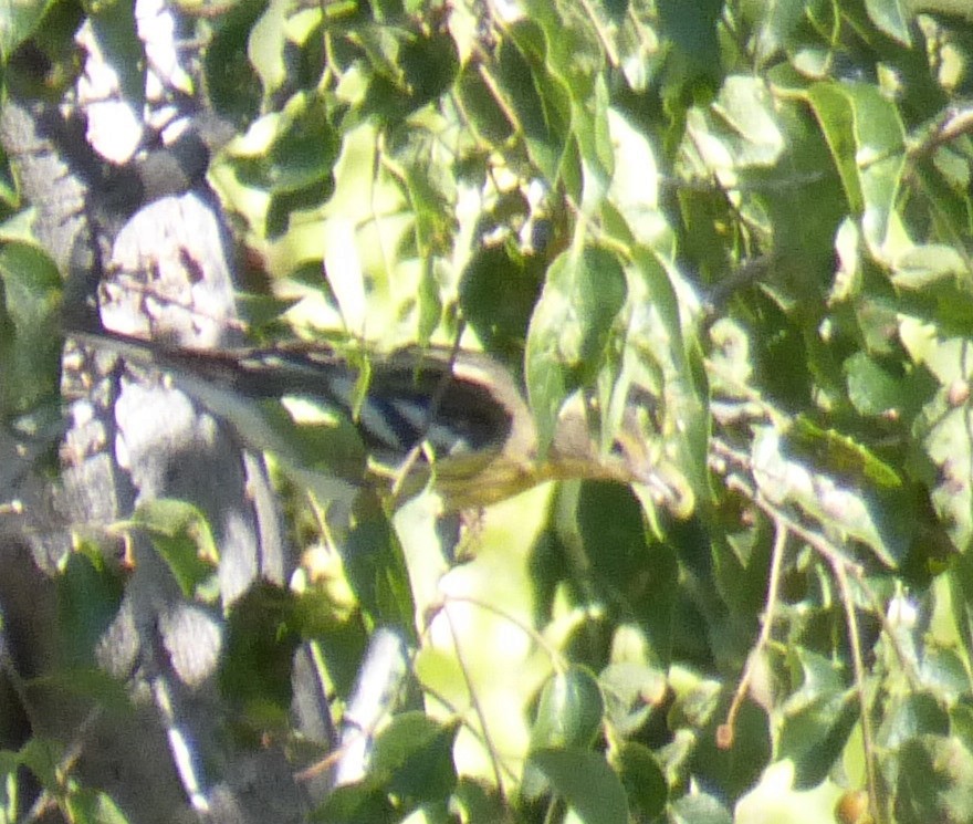 Blackburnian Warbler - ML642930019