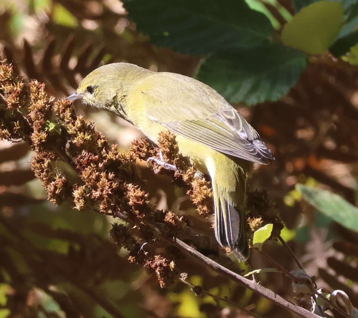 Orange-crowned Warbler - ML642930029