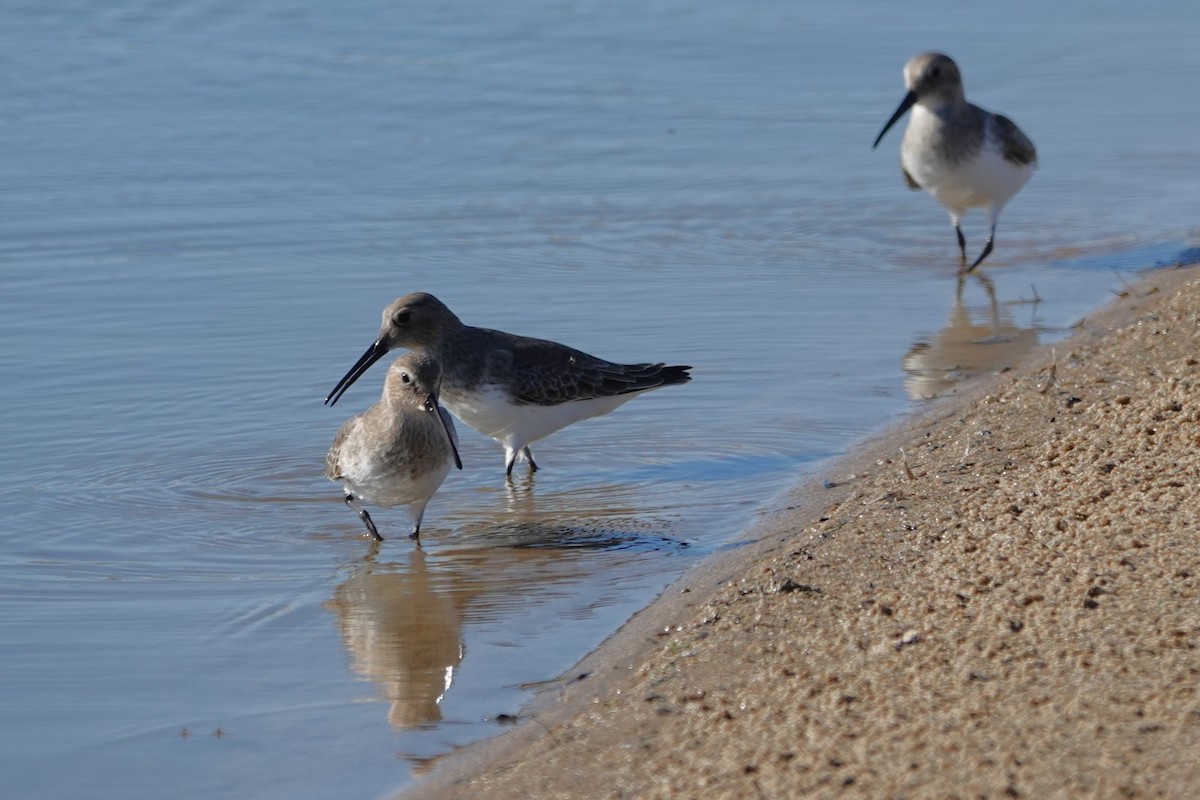 Хар элсэг - ML642930032