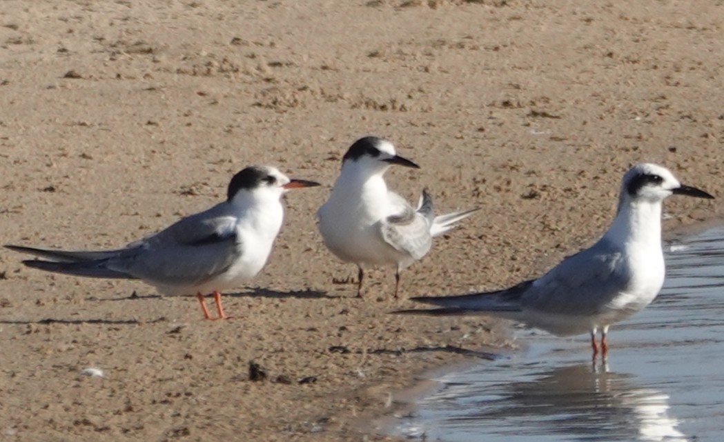 Эгэл хараалай - ML642930051