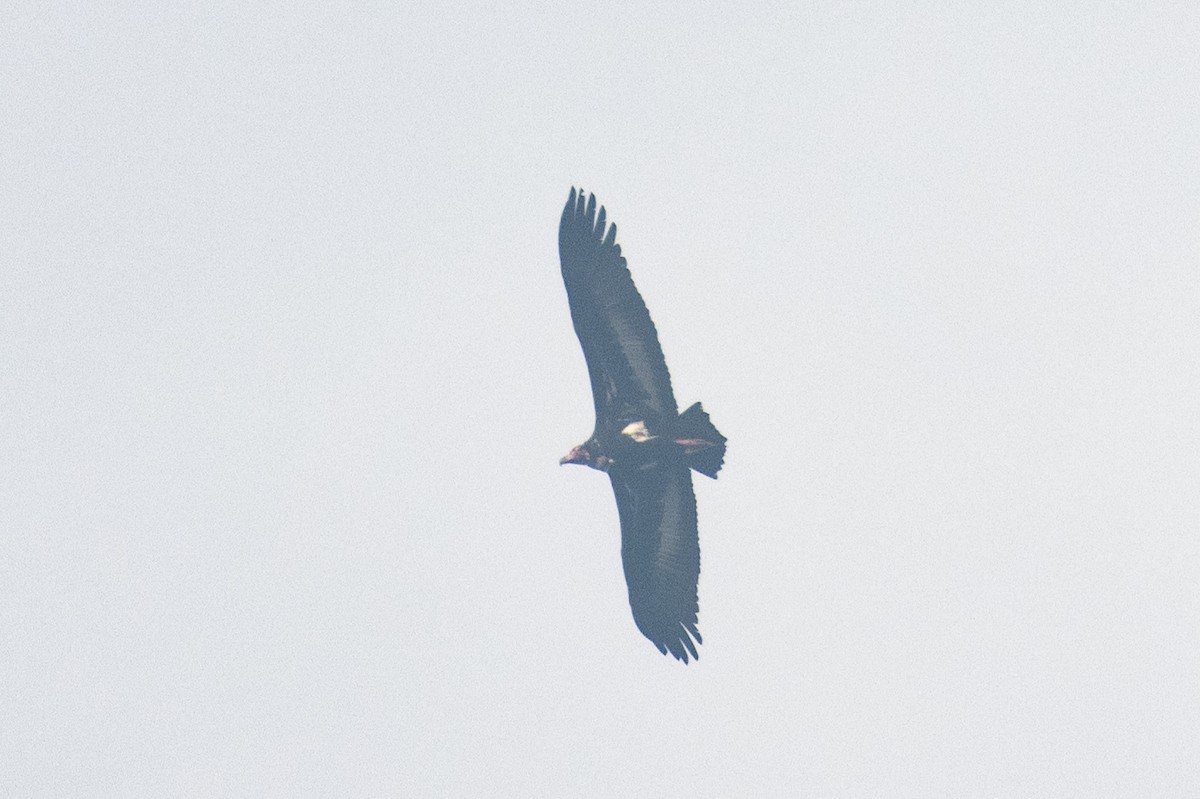 Red-headed Vulture - ML642930070