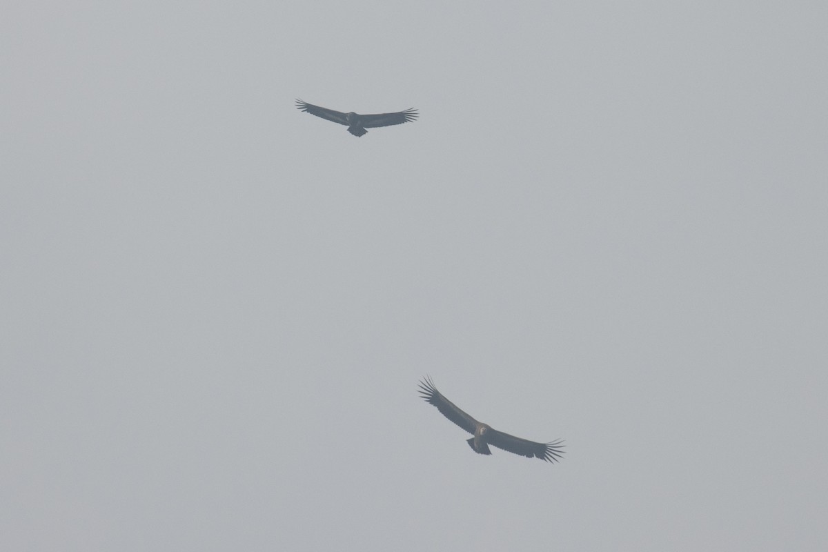 Red-headed Vulture - ML642930088