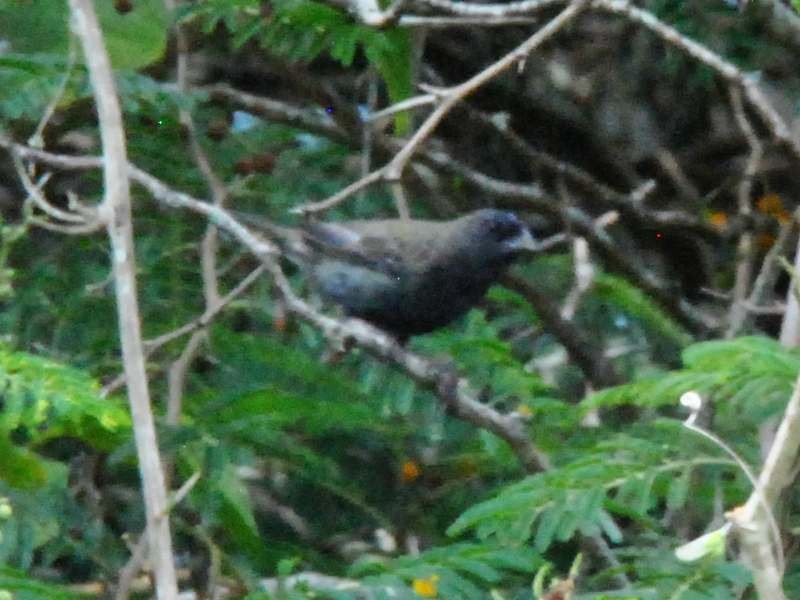Black-faced Grassquit - ML642930095