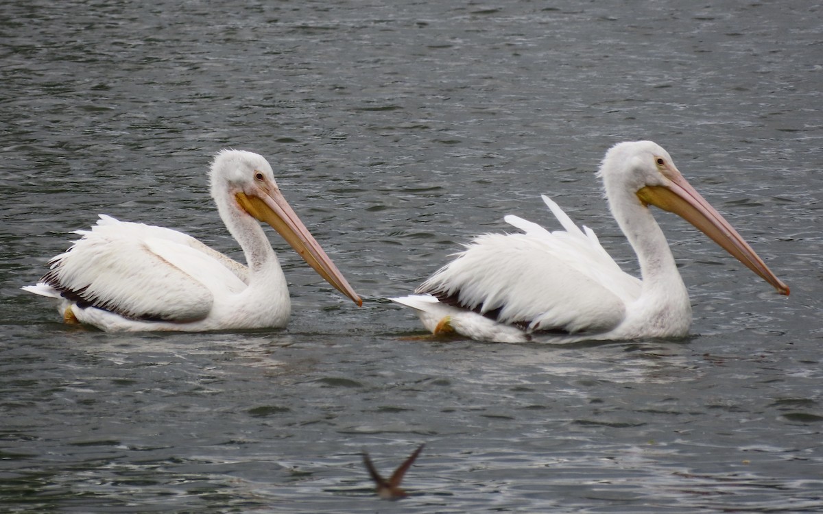 American White Pelican - ML642930104