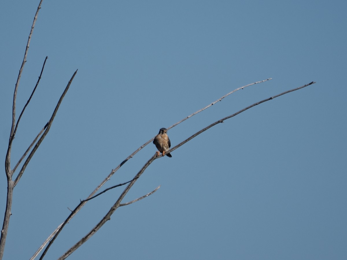 American Kestrel - ML642930108