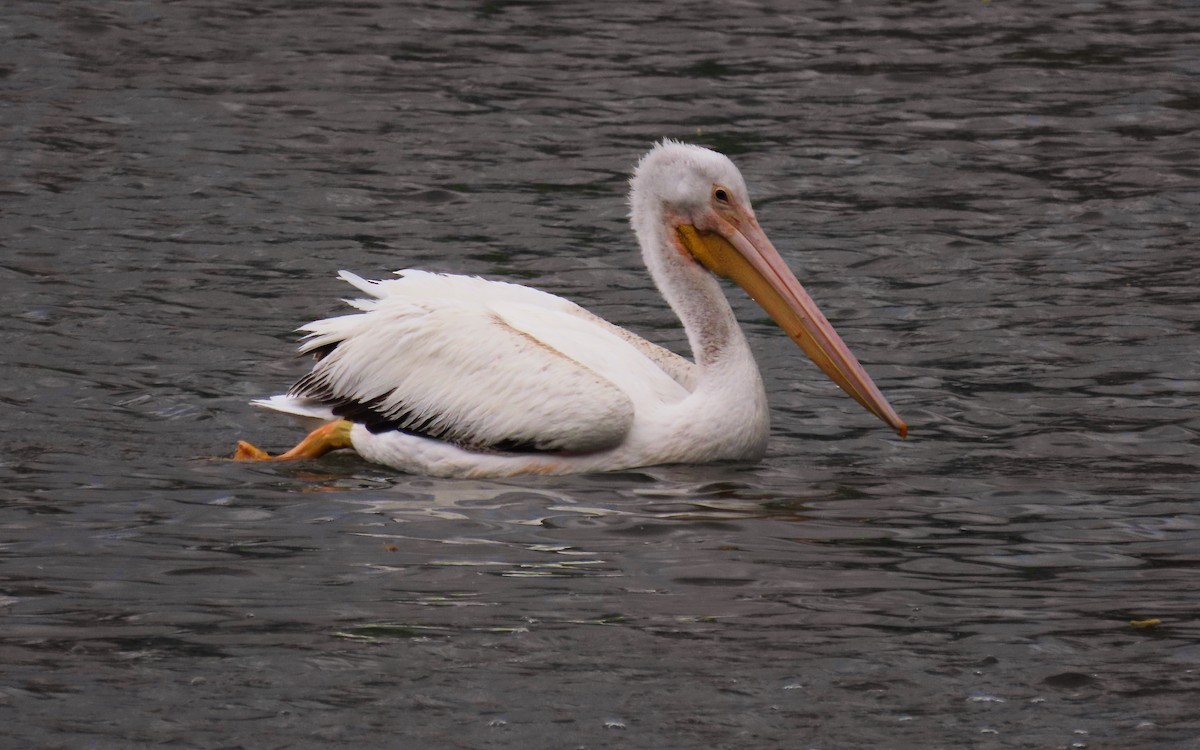 American White Pelican - ML642930124