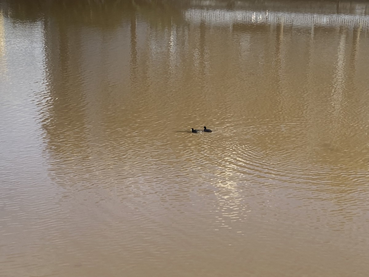Red-fronted Coot - ML642930127