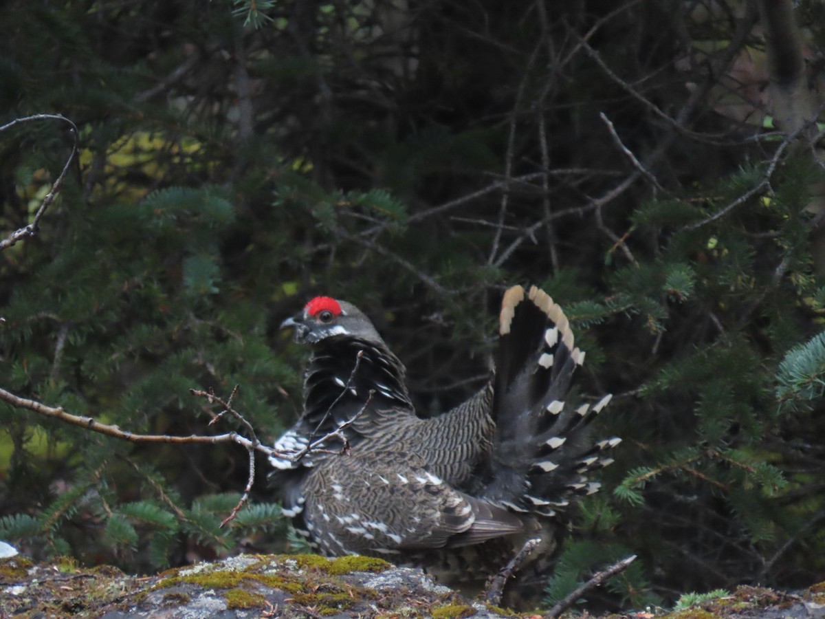 Spruce Grouse - ML642930130
