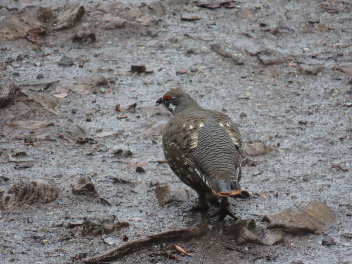 Spruce Grouse - ML642930154