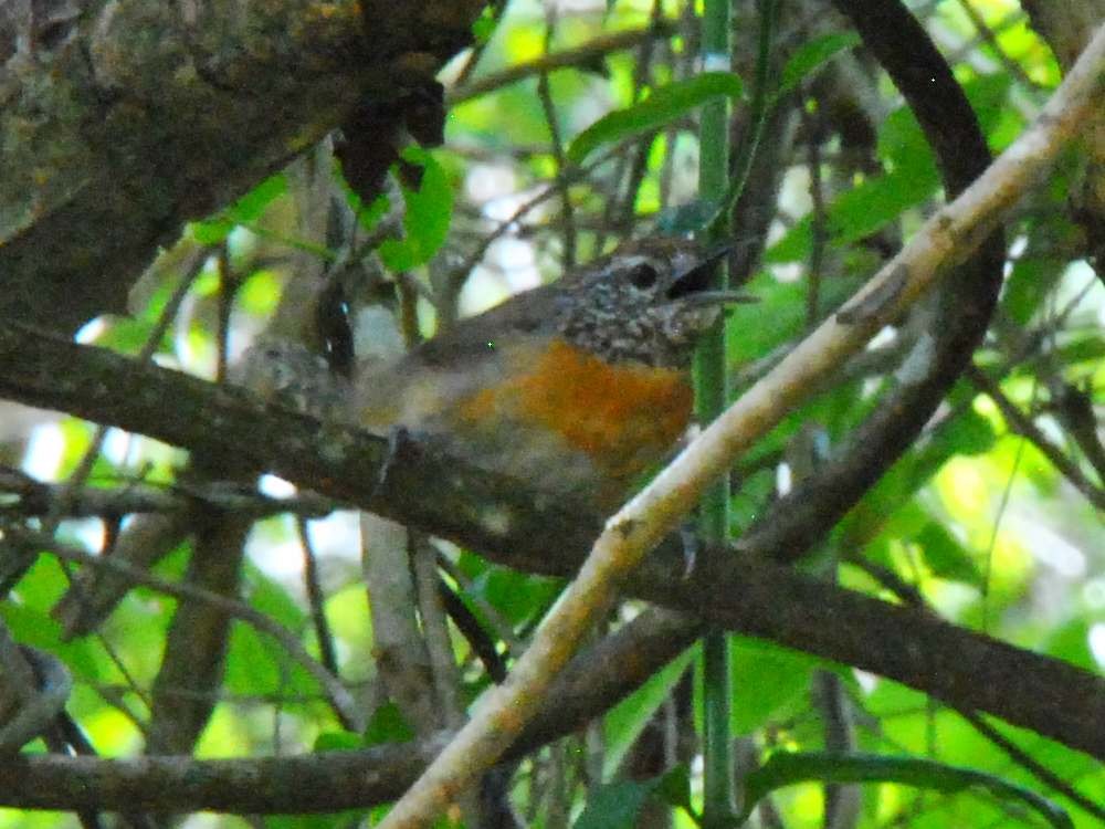 Rufous-breasted Wren - ML642930164