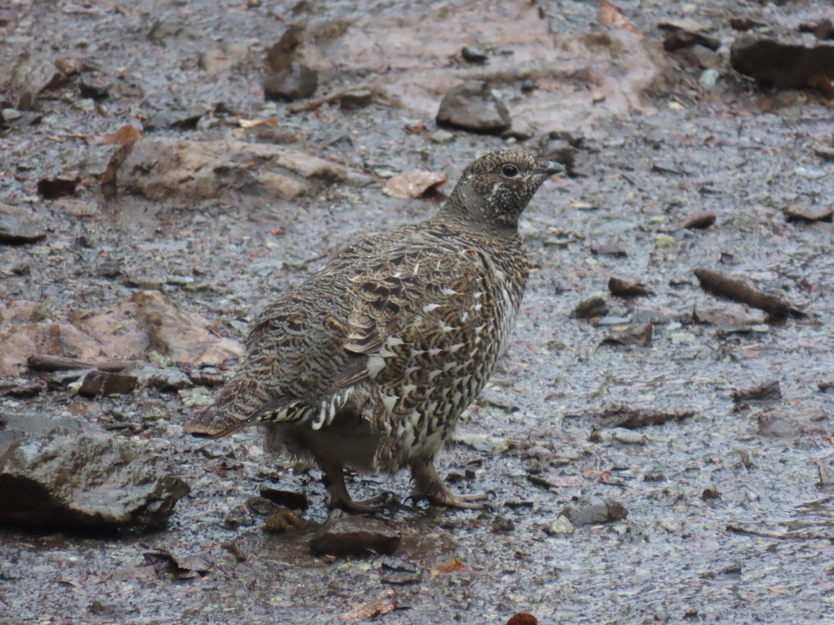 Spruce Grouse - ML642930174