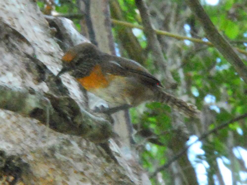 Rufous-breasted Wren - ML642930182