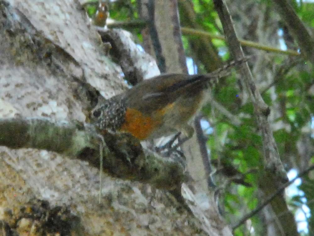 Rufous-breasted Wren - ML642930191