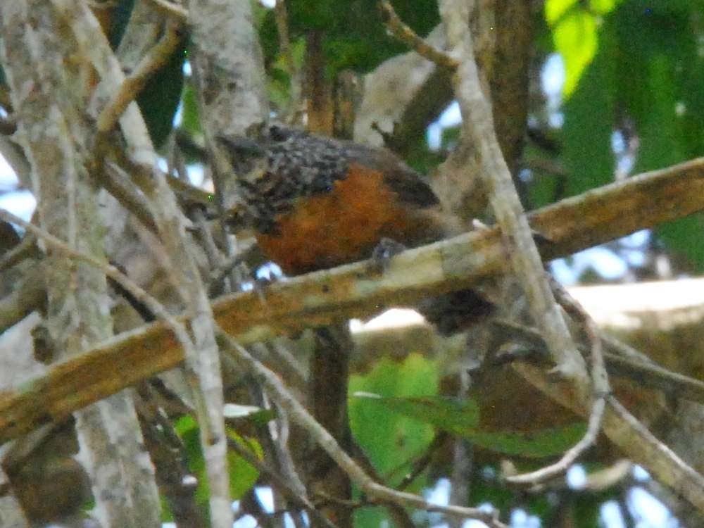 Rufous-breasted Wren - ML642930195