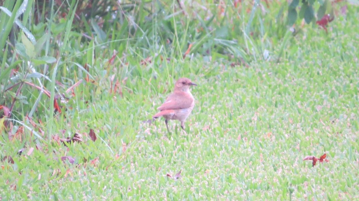 Rufous Hornero - ML642930251