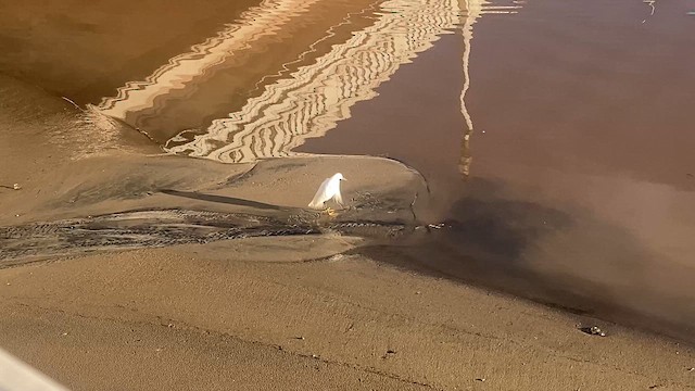 Snowy Egret - ML642930260