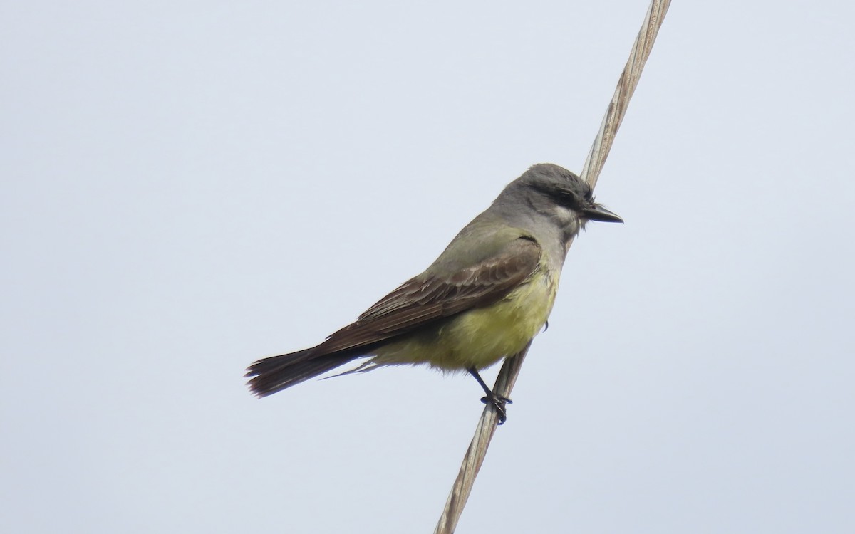 Cassin's Kingbird - ML642930271