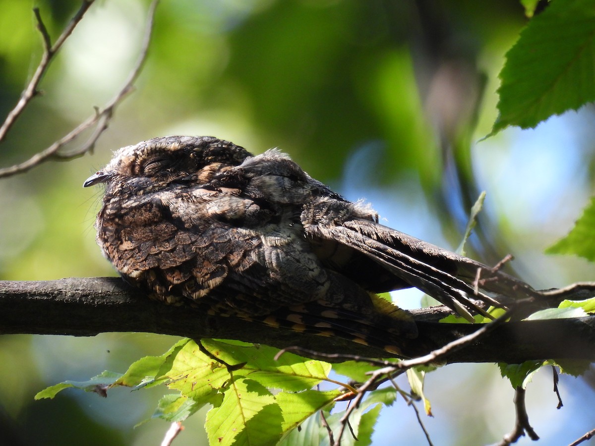 Eastern Whip-poor-will - ML642930281