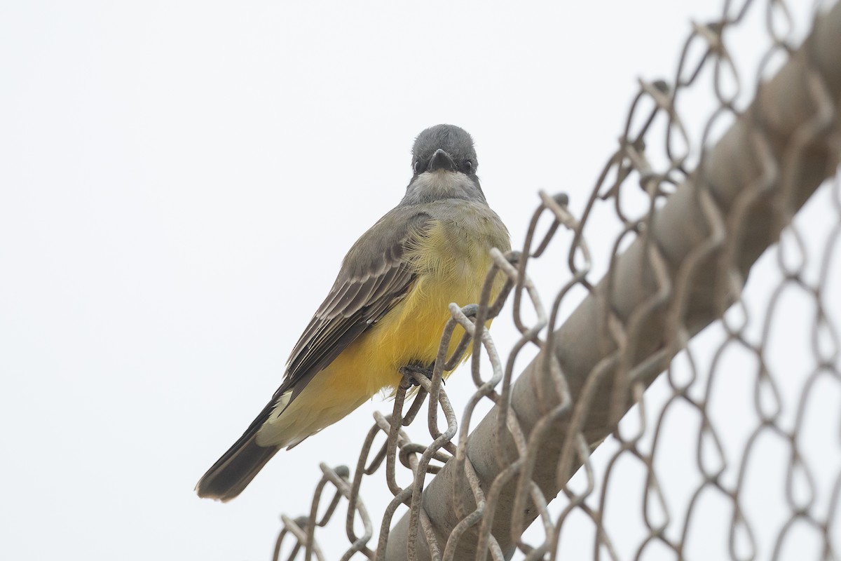 Cassin's Kingbird - ML642930294