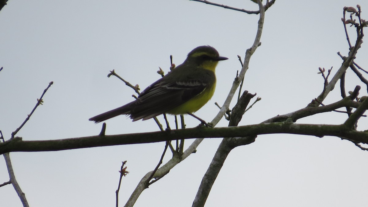 キマユタイランチョウ - ML642930302