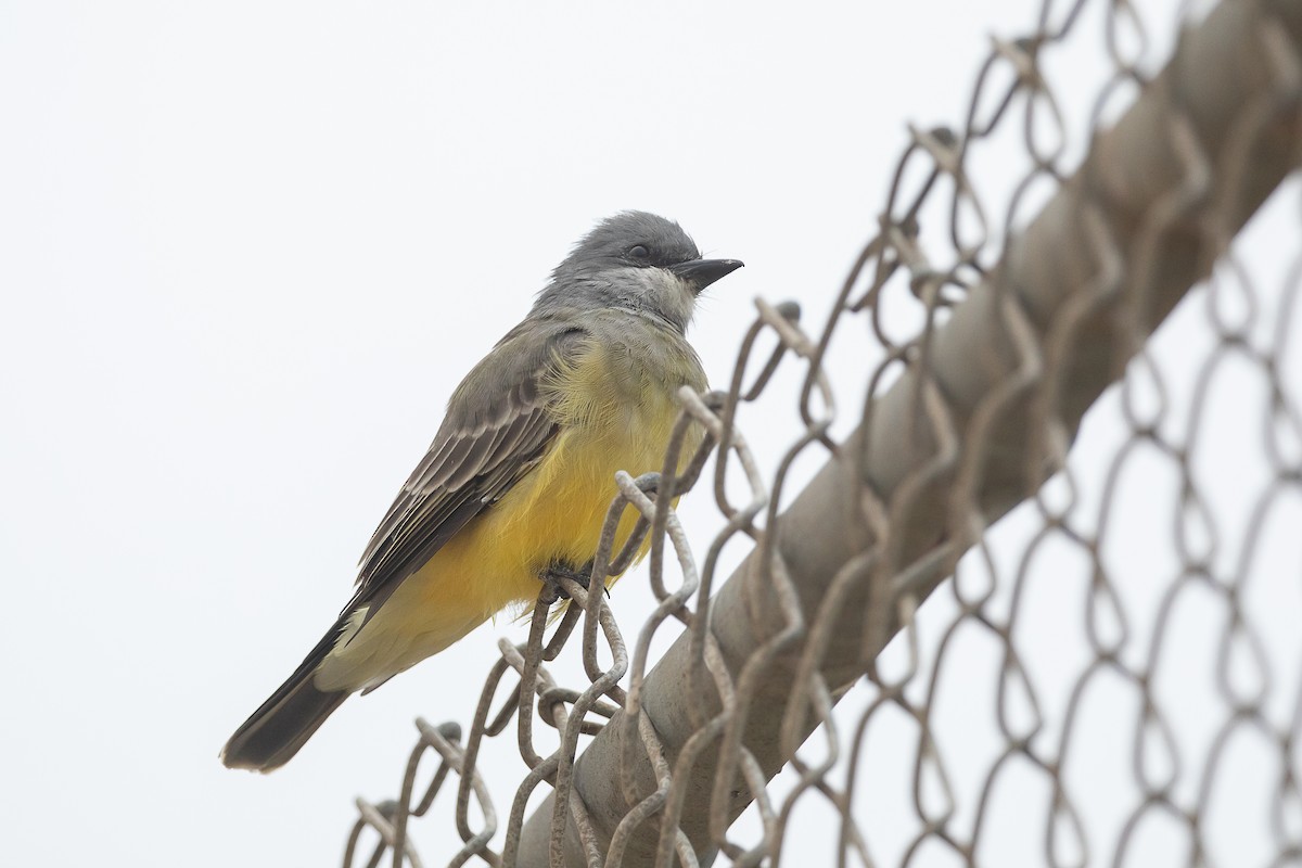 Cassin's Kingbird - ML642930303