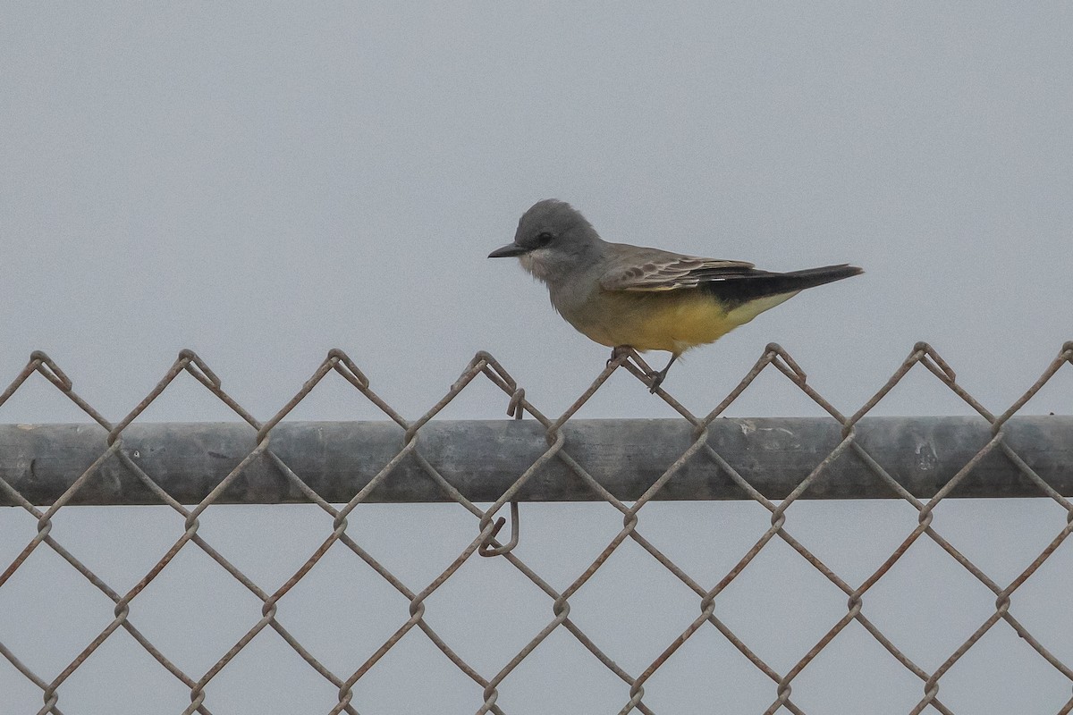 Cassin's Kingbird - ML642930309