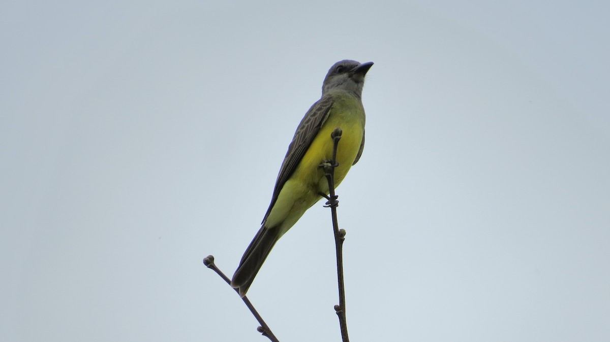 オリーブタイランチョウ - ML642930318