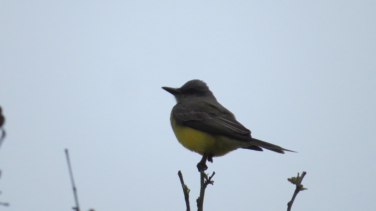 オリーブタイランチョウ - ML642930319