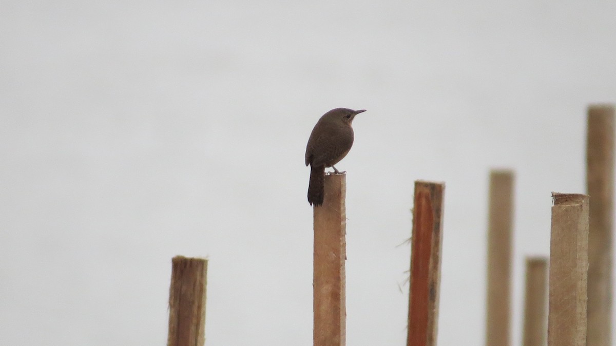 Southern House Wren - ML642930327
