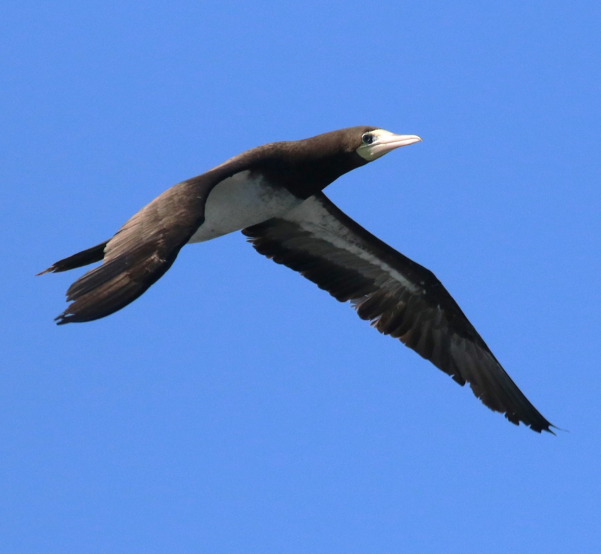 白腹鰹鳥 - ML642930328