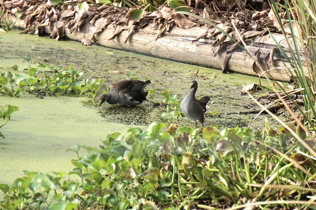 Common Gallinule - ML642930332