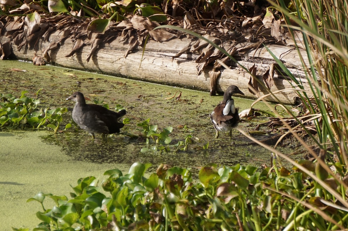 Common Gallinule - ML642930333