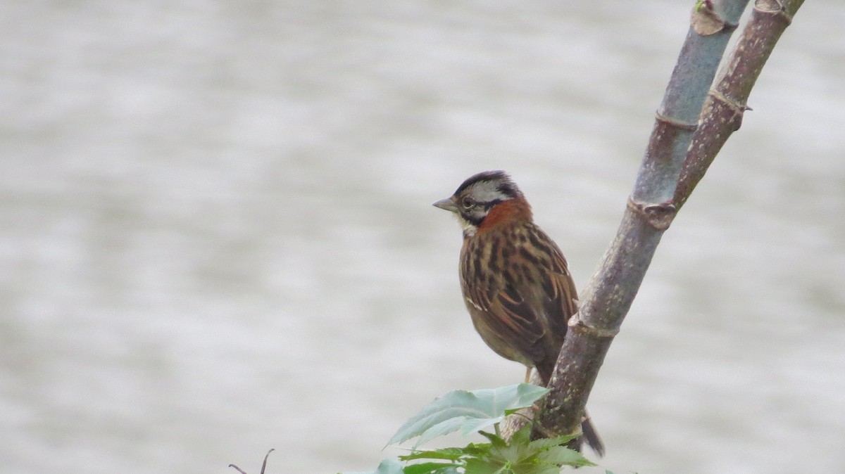 アカエリシトド - ML642930350