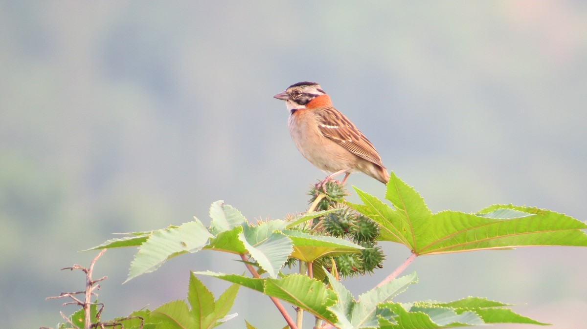 アカエリシトド - ML642930351