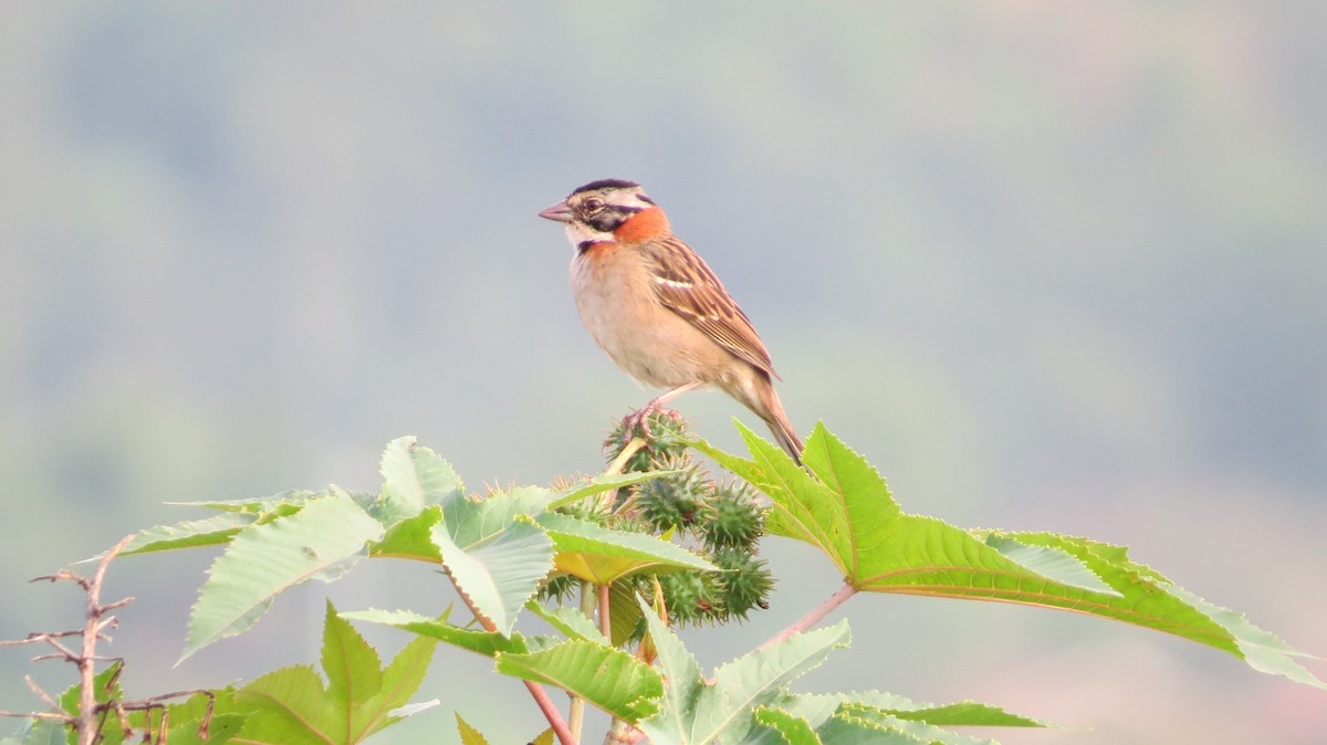 アカエリシトド - ML642930352