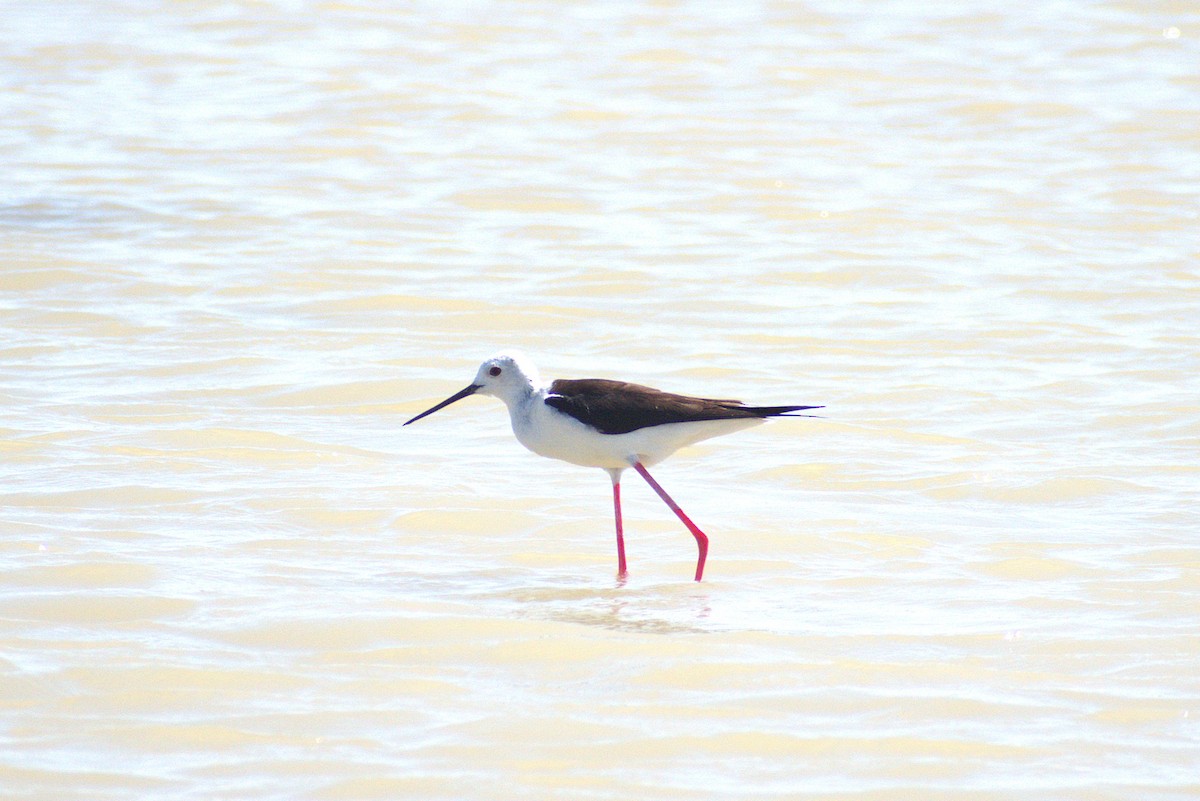 pisila čáponohá - ML642930353