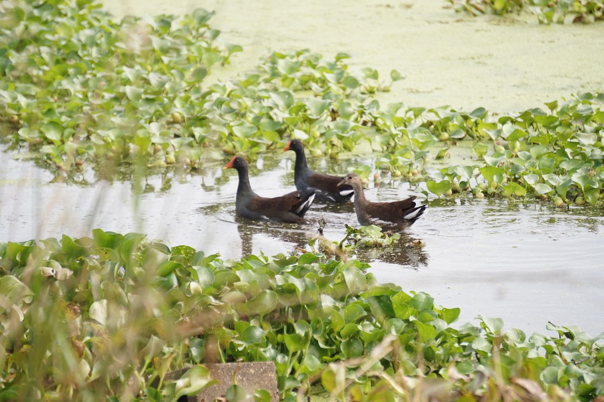 Common Gallinule - ML642930355