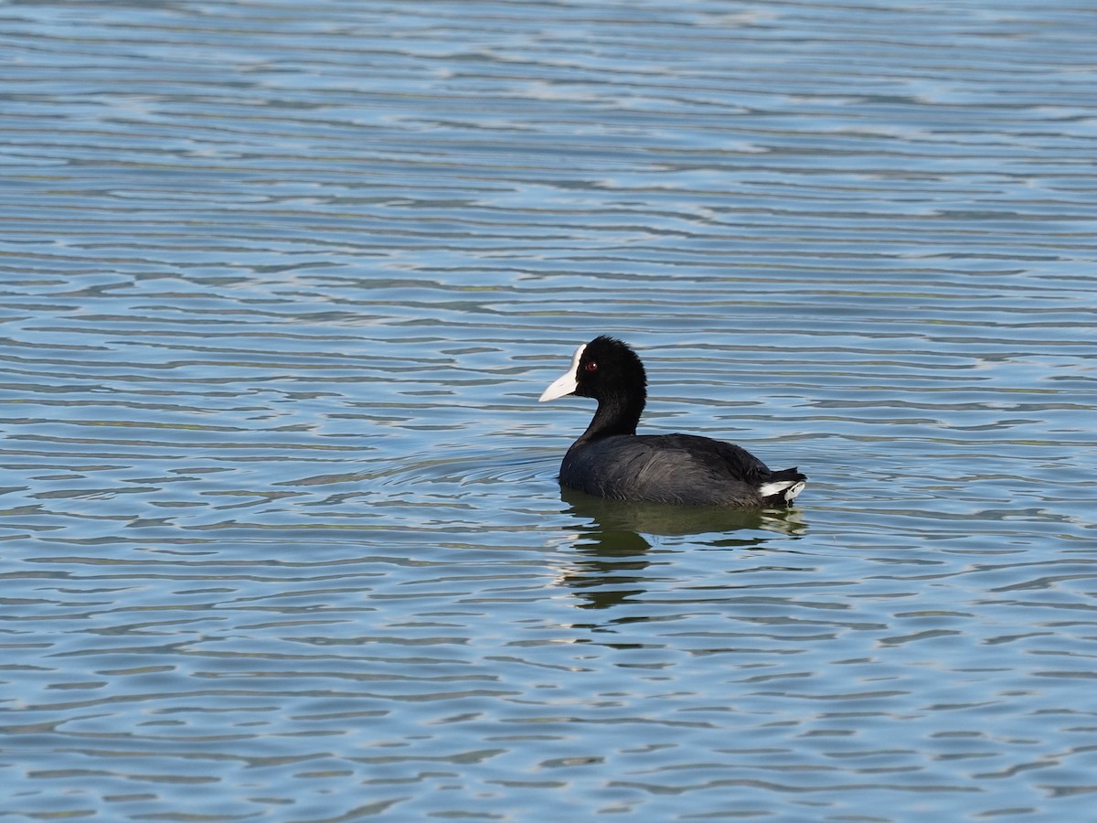Foulque des Hawaï - ML642930357