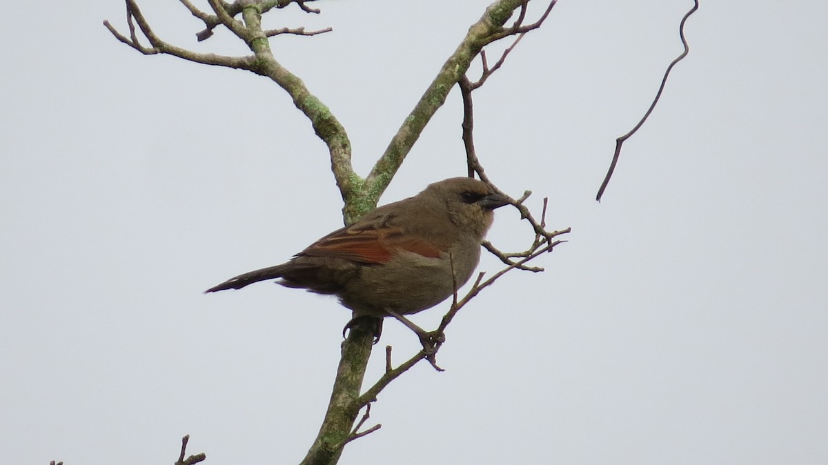 クリバネコウウチョウ - ML642930372