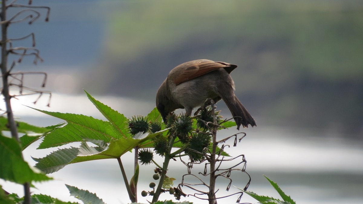 クリバネコウウチョウ - ML642930373