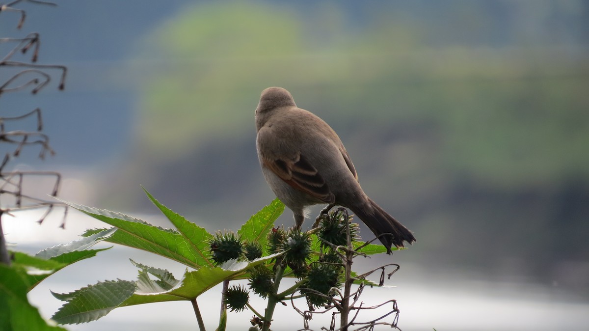 クリバネコウウチョウ - ML642930374