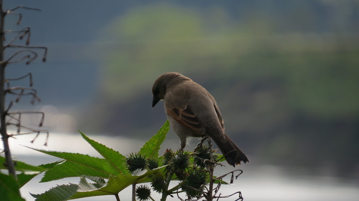 クリバネコウウチョウ - ML642930375