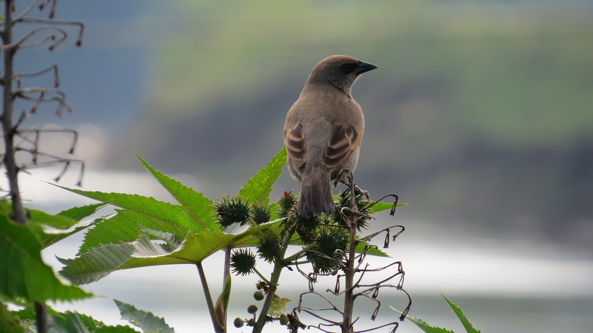 クリバネコウウチョウ - ML642930376